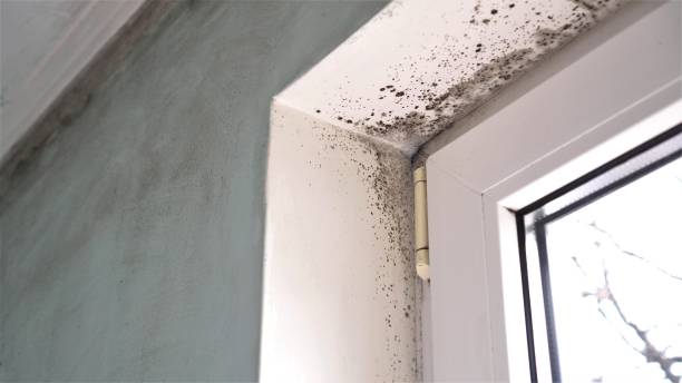 Best Emergency Mold Removal  in Mount Vernon, AL