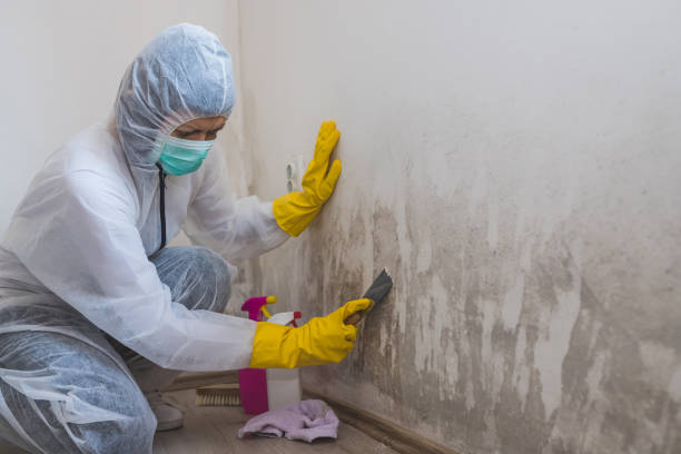 Best Fast Mold Removal  in Mount Vernon, AL