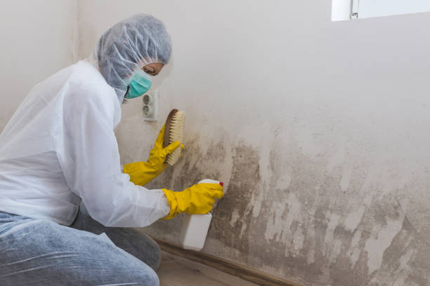 Best Emergency Mold Removal  in Mount Vernon, AL