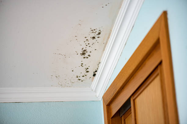 Best Mold Cleaning Services  in Mount Vernon, AL