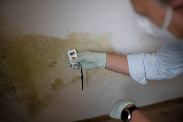Best Crawl Space Mold Removal  in Mount Vernon, AL
