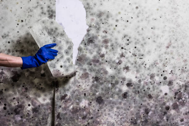 Best Mold Removal Near Me  in Mount Vernon, AL