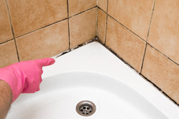 Best Same-Day Mold Removal  in Mount Vernon, AL
